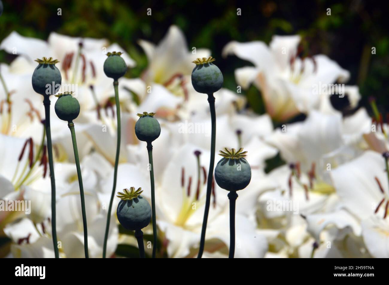 Poppy Seed Heads & Lilium Candidum (Madonna/Weiße Lilie) Blumen im Dalemain Mansion & Historic Gardens, Lake District National Park, Cumbria, Großbritannien. Stockfoto