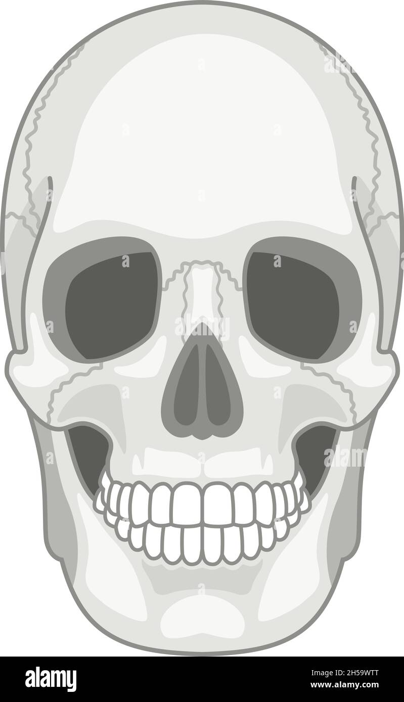 Schädel. Einfache Seite Schädel minimalistisches Bild, Geisteswissenschaften Kunst Schädel Symbol, schwarz und weiß Skelett Kopf Profil Anatomie Linie Bild Vektor Illustration isoliert Stock Vektor