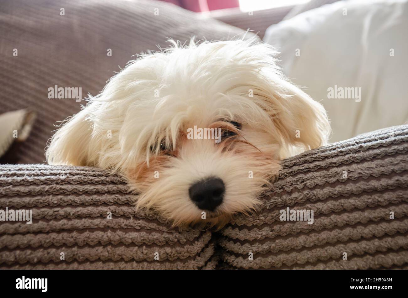 Ein junger, weißer, cavapoo Welpenhund, der auf einem Sofa liegt. Stockfoto