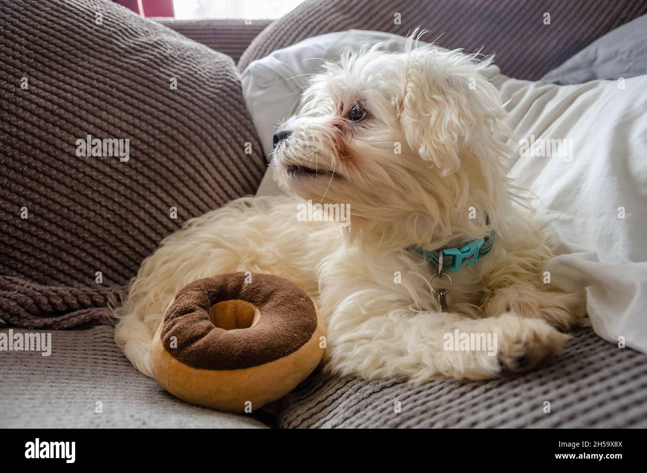 Ein junger, weißer, cavapoo Welpenhund, der auf einem Sofa liegt. Stockfoto