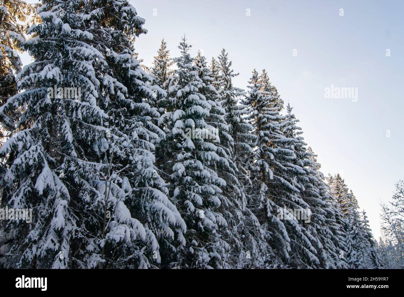 Winterwald. Ein schneebedeckter Baum im Wald. Dicke und dichte Winterdecke. Viele Bäume und Äste. Stockfoto