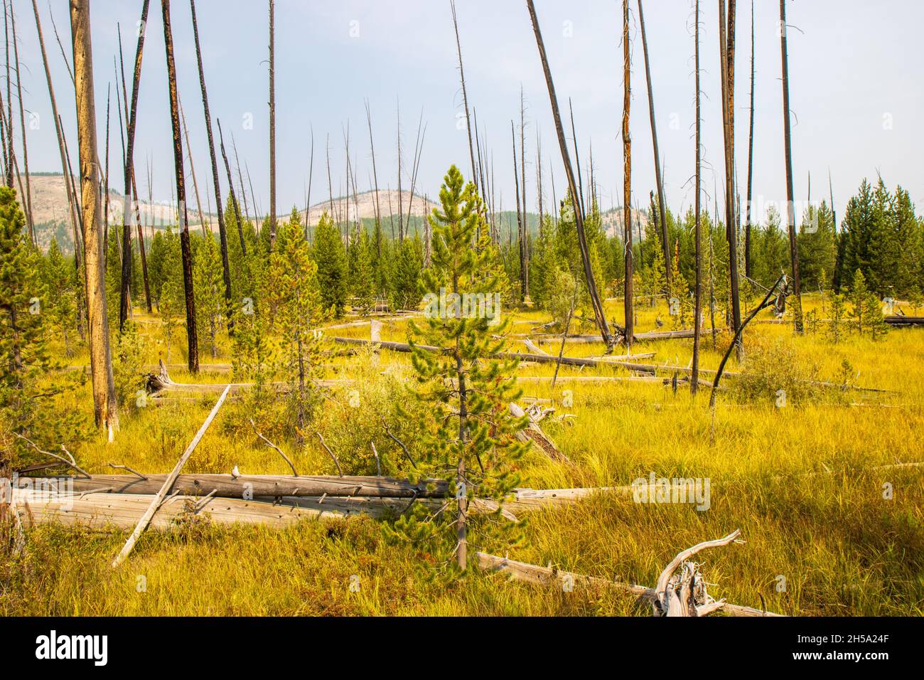 Waldbrand Rauch Klimakrise Yellowstone Stockfoto