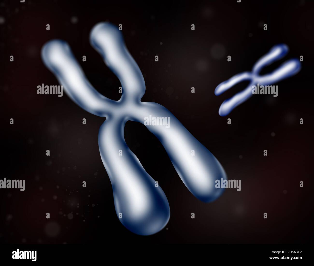 Chromosom , ein langes DNA-Molekül mit einem Teil oder dem gesamten genetischen Material eines Organismus. Zwei Chromosomen 3d-Farbe Blau isoliert. Stockfoto