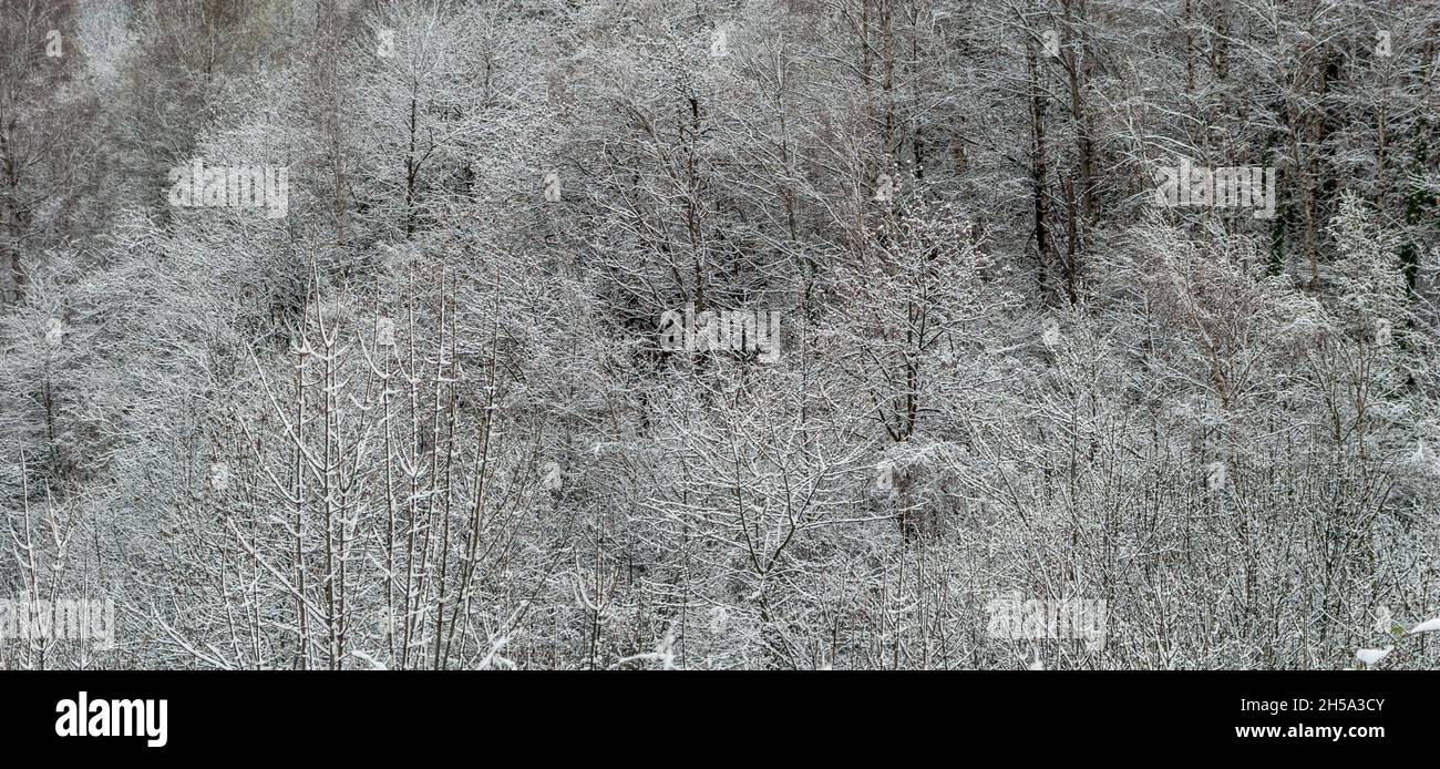 Rime Eis und Schnee auf den Ästen von Bäumen im Wald, Banner Stockfoto