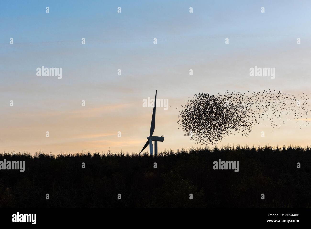 Eine sternenhafte Murmeln- und Windturbine auf der Hendy Wind Farm, Llandegley, Powys. Der Windpark liegt in der Nähe einer der größten Starfarmen Großbritanniens Stockfoto