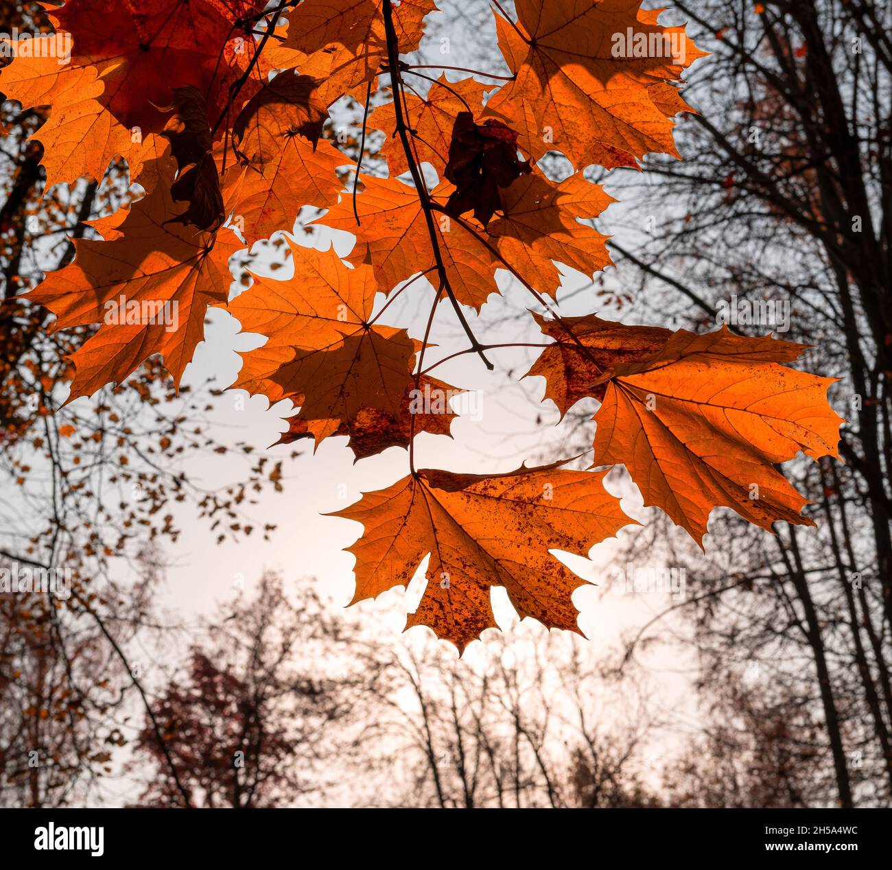 Herbstorange Ahornblätter an den Zweigen. Herbstlandschaft Stockfoto