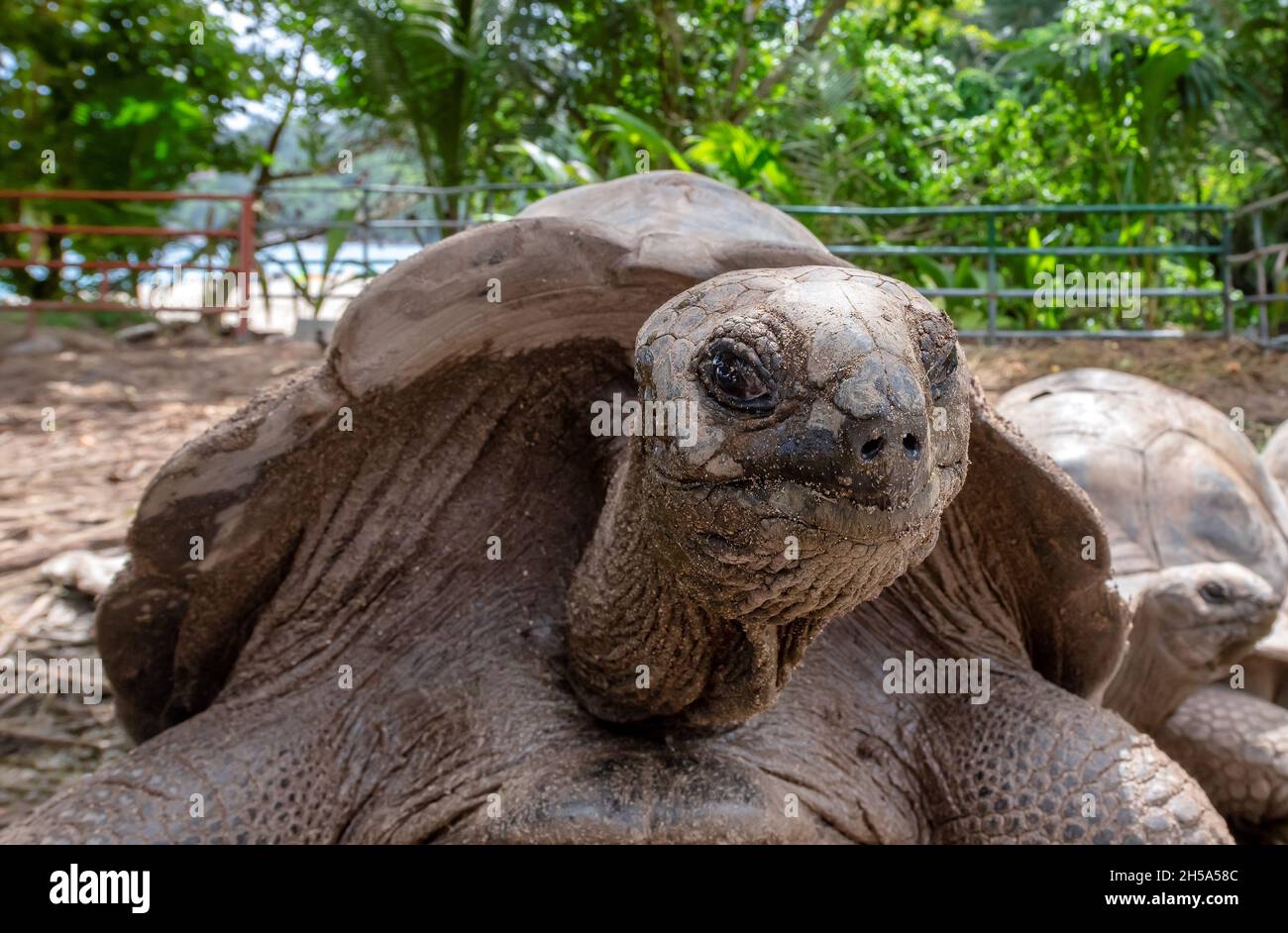 Riesenschildkröte auf den Seychellen, Nahaufnahme Stockfoto