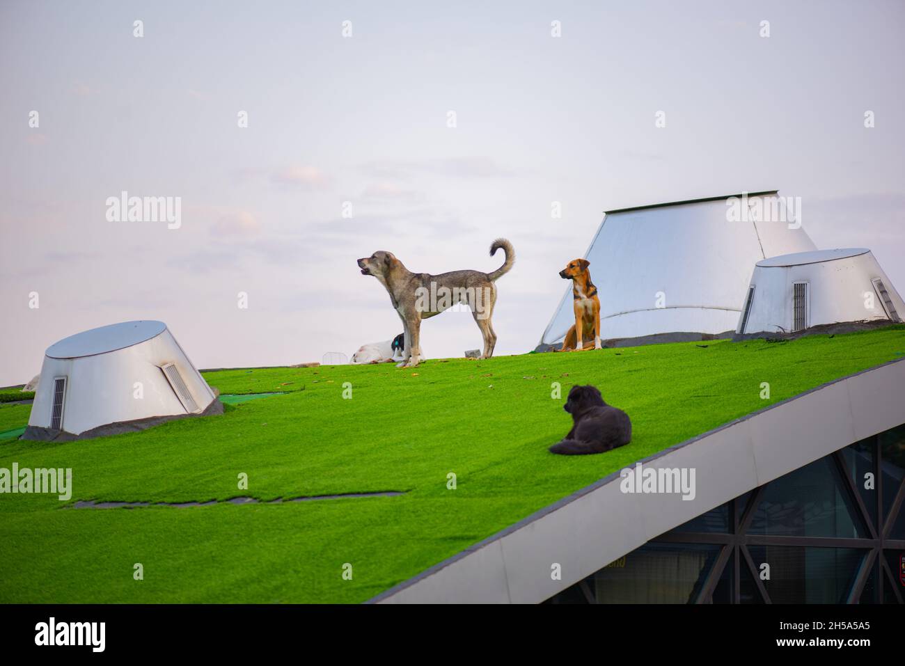 Mehrere Hunde laufen im Rike Park in Tiflis Stockfoto