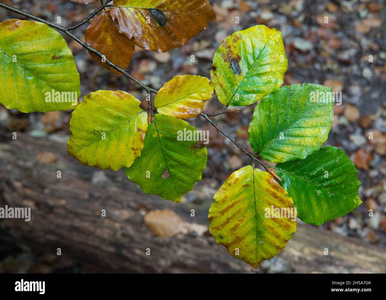 Bunter buchenzweig Fotos und Bildmaterial in hoher Auflösung Alamy