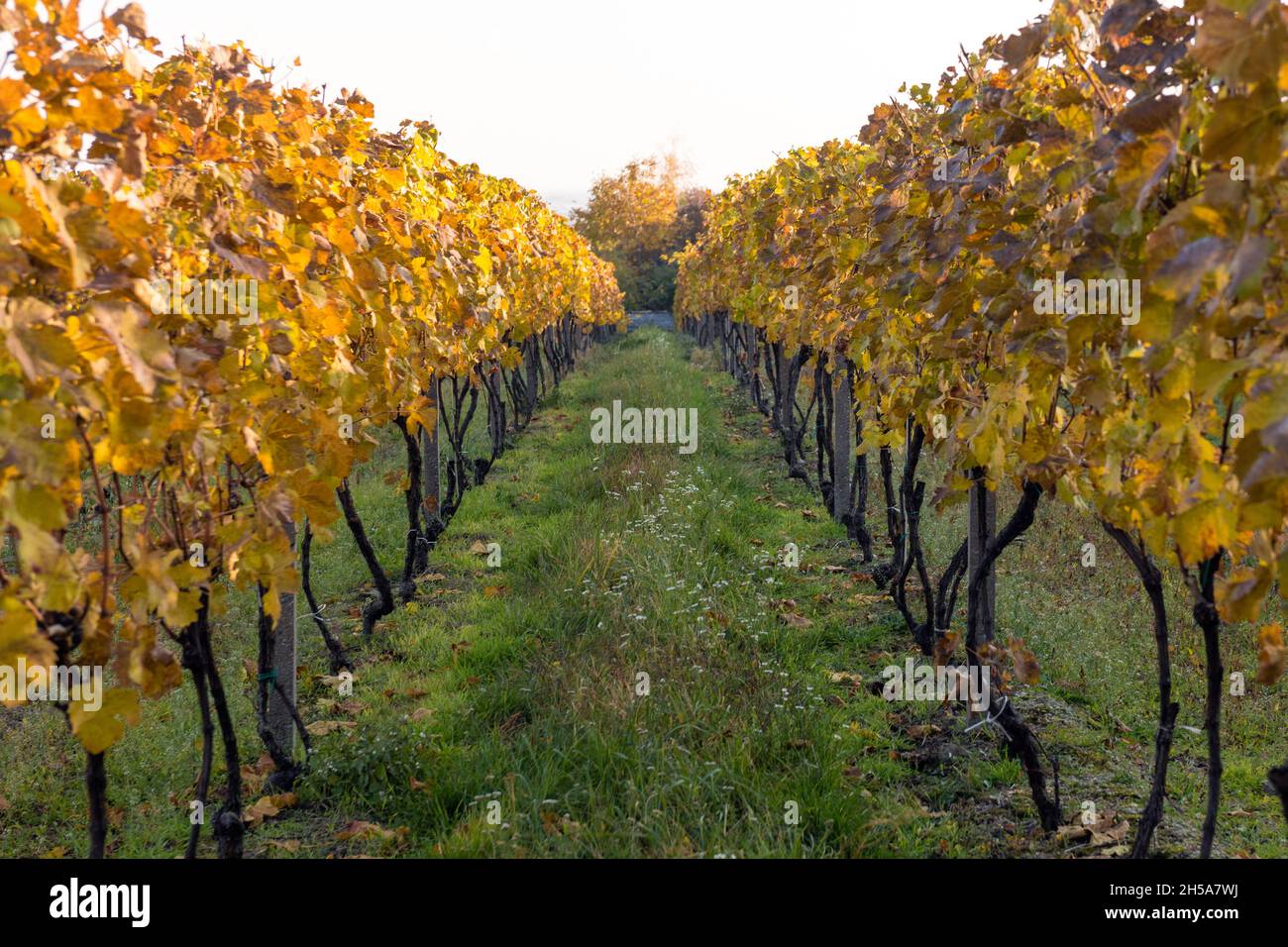Weinberg im Herbst - gelbe Reben Reihen sich in einem schönen Feld Stockfoto