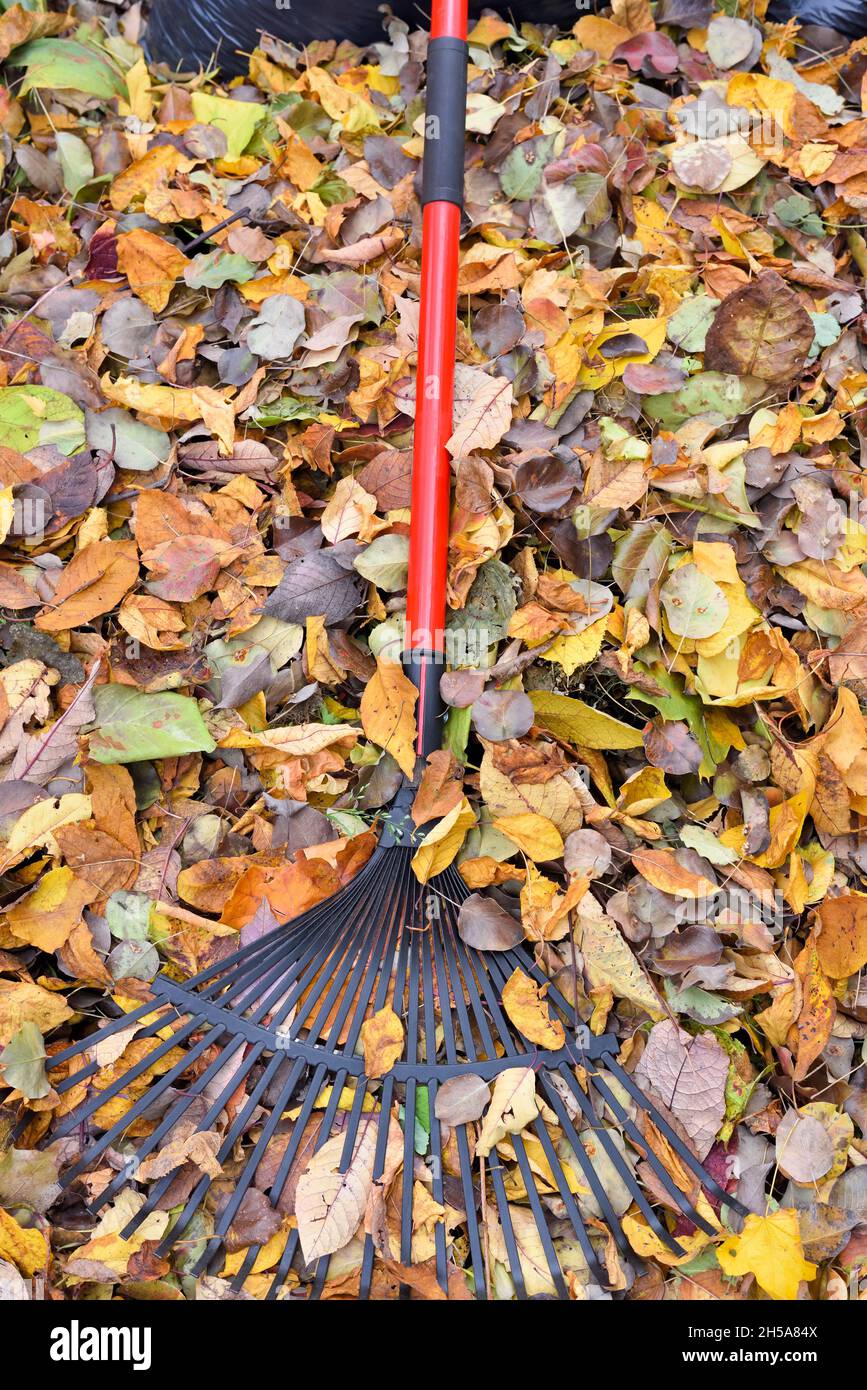 Gartenblattrechen auf dem Hintergrund der Herbstblätter im Garten. Sammeln Herbstblätter im Garten, Herbsthof Reinigung. Stockfoto