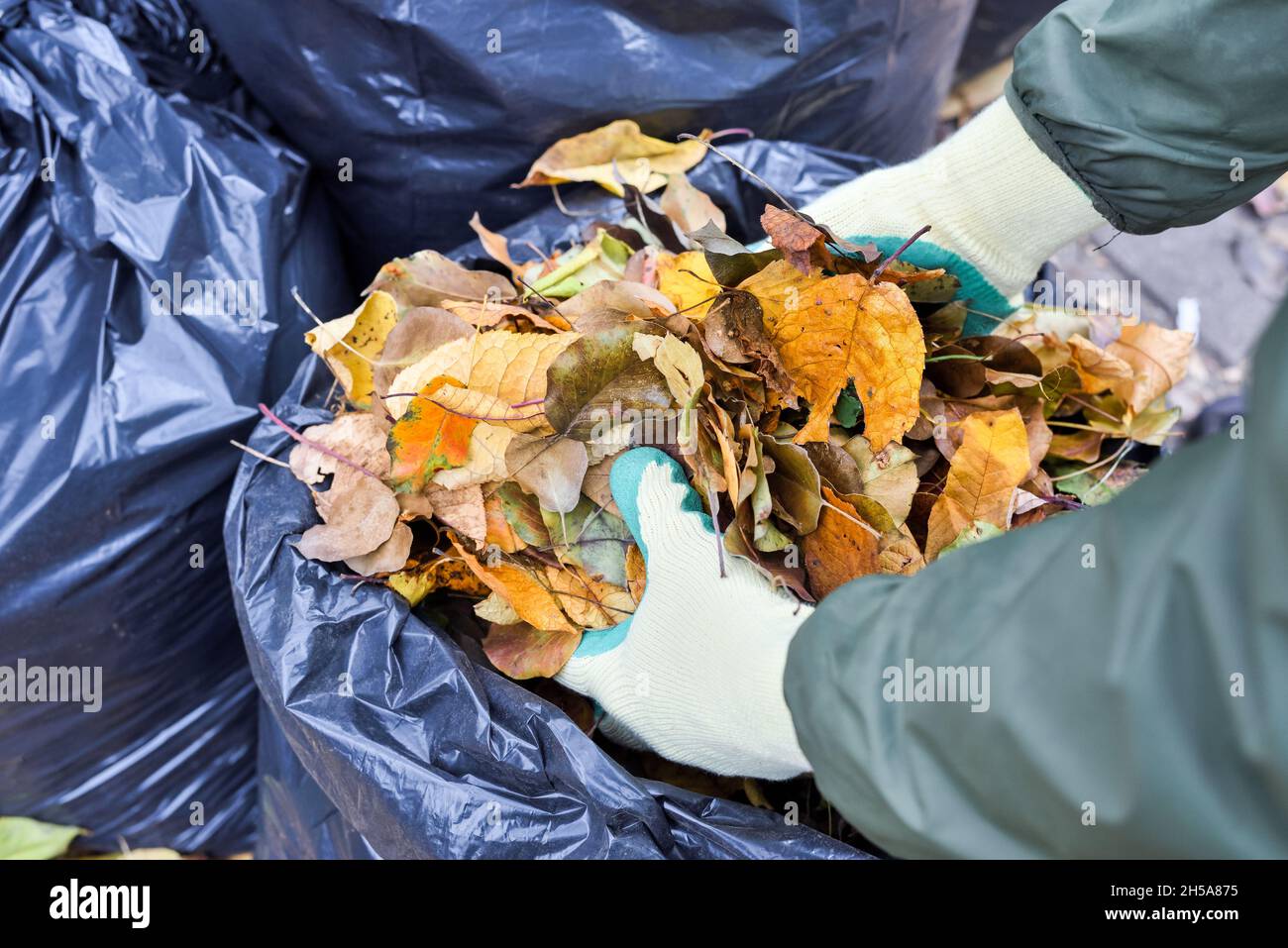 Hände in Handschuhe legen Herbstblätter in eine Plastiktüte. Verwendung der Blätter als organisches Material im Garten oder als Energiequelle für Biokraftstoffe. Stockfoto