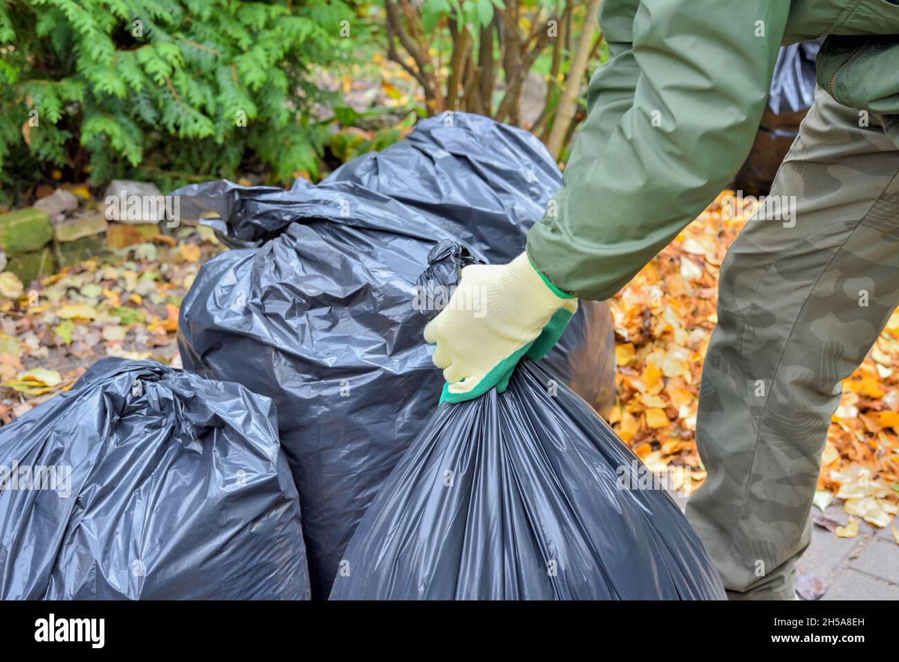 Der Gartenarbeiter hat beim Reinigen des Hofes Hände und schwarze Plastiktüten mit gesammelten Blättern angekleidet Stockfoto