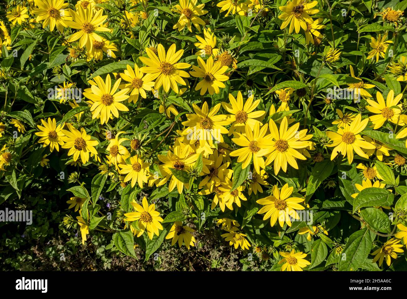 Nahaufnahme der gelben Blüten von helianthus 'Lemon Queen' im Spätsommer Herbst England UK Vereinigtes Königreich GB Großbritannien Stockfoto
