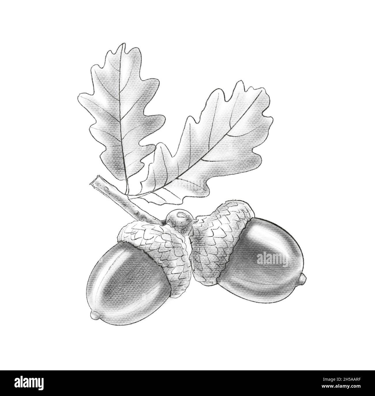 Eichenfrüchte und Blätter. Bleistiftskizze von Eichel, Ast. Botanische handgezeichnete Illustration isoliert auf weißem Hintergrund. Realistische Zeichnung Stockfoto