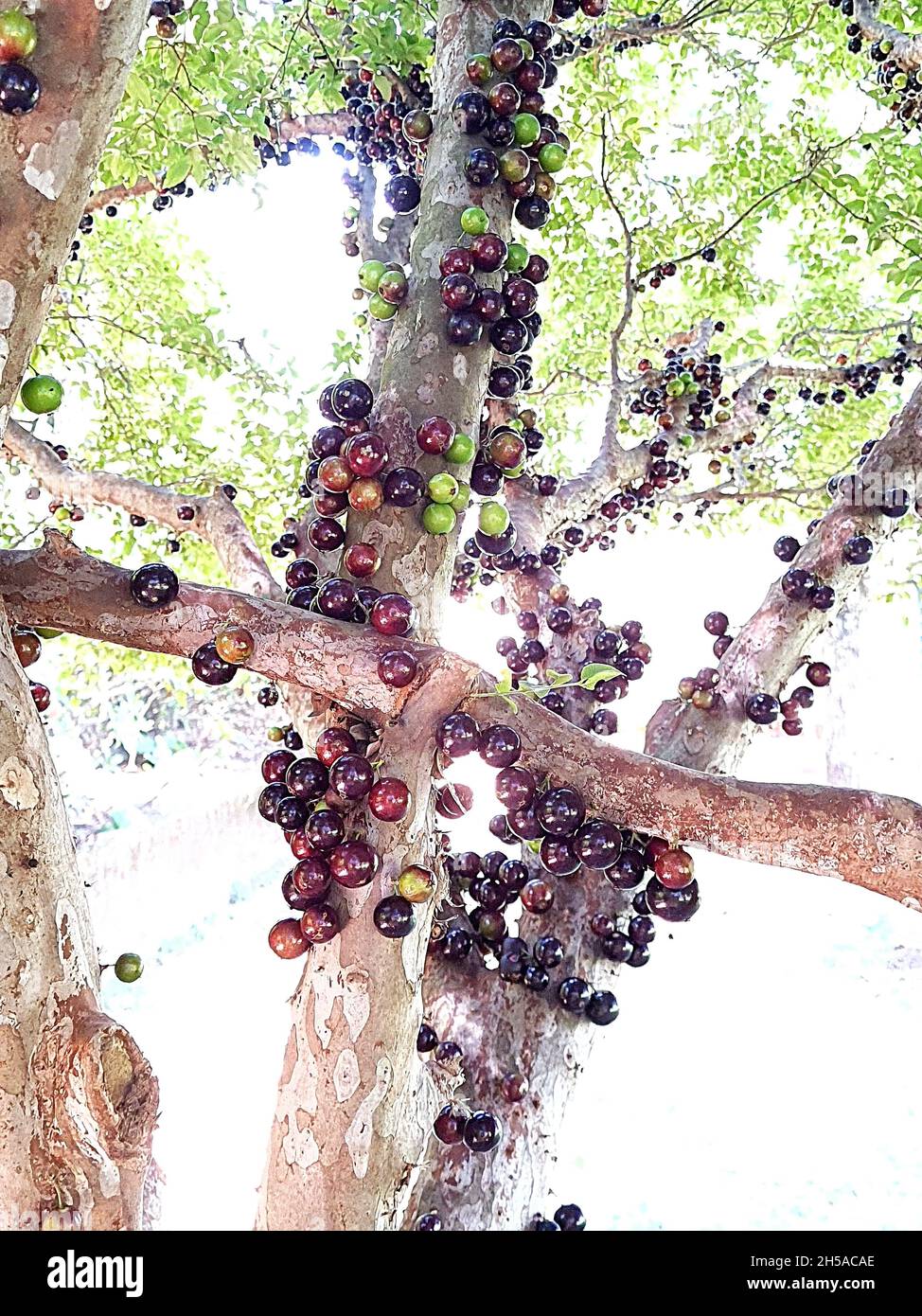 Jabuticaba in einem Baum, ist ein brasilianischer Obstbaum der Familie Myrtaceae, der im Atlantischen Wald beheimatet ist. Stockfoto