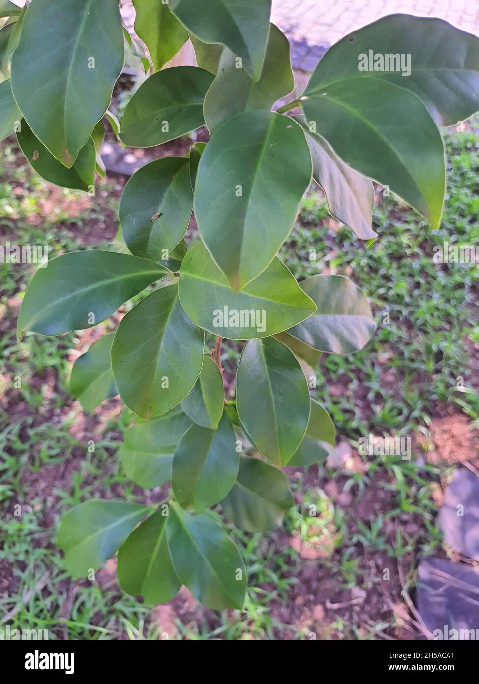 Pereskia aculeata -Fotos und -Bildmaterial in hoher Auflösung – Alamy