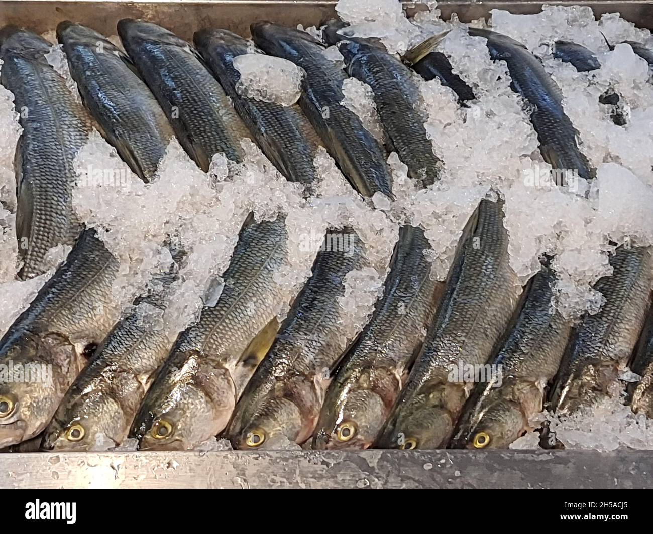 Roher Fisch auf Eis, verschiedene Arten, auf dem Fischmarkt in einem Markt in São Paulo, Brasilien gehackt. Stockfoto
