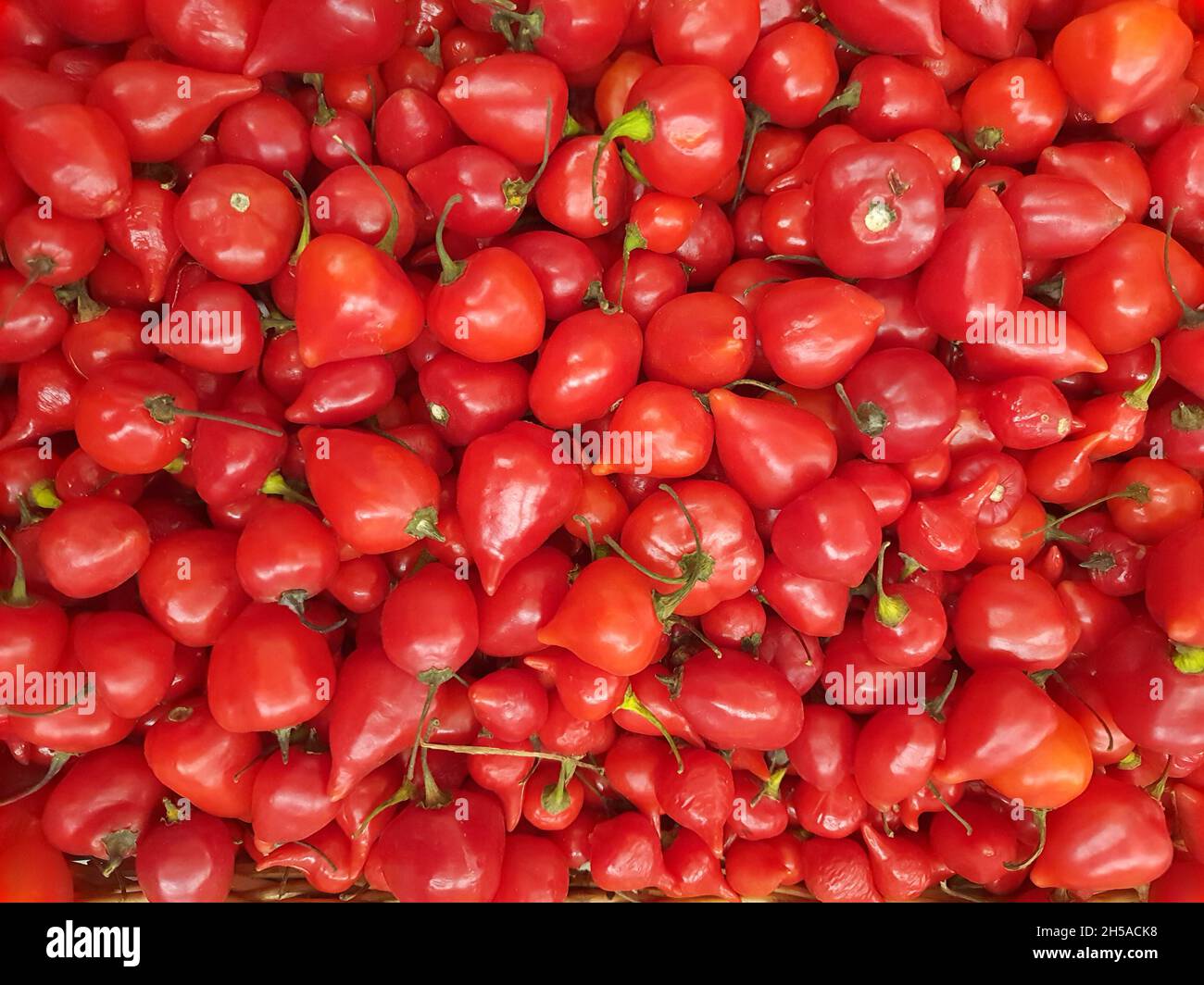 Schnabel, roter Pfeffer, Hintergründe und Texturen. Blick von oben. Stockfoto
