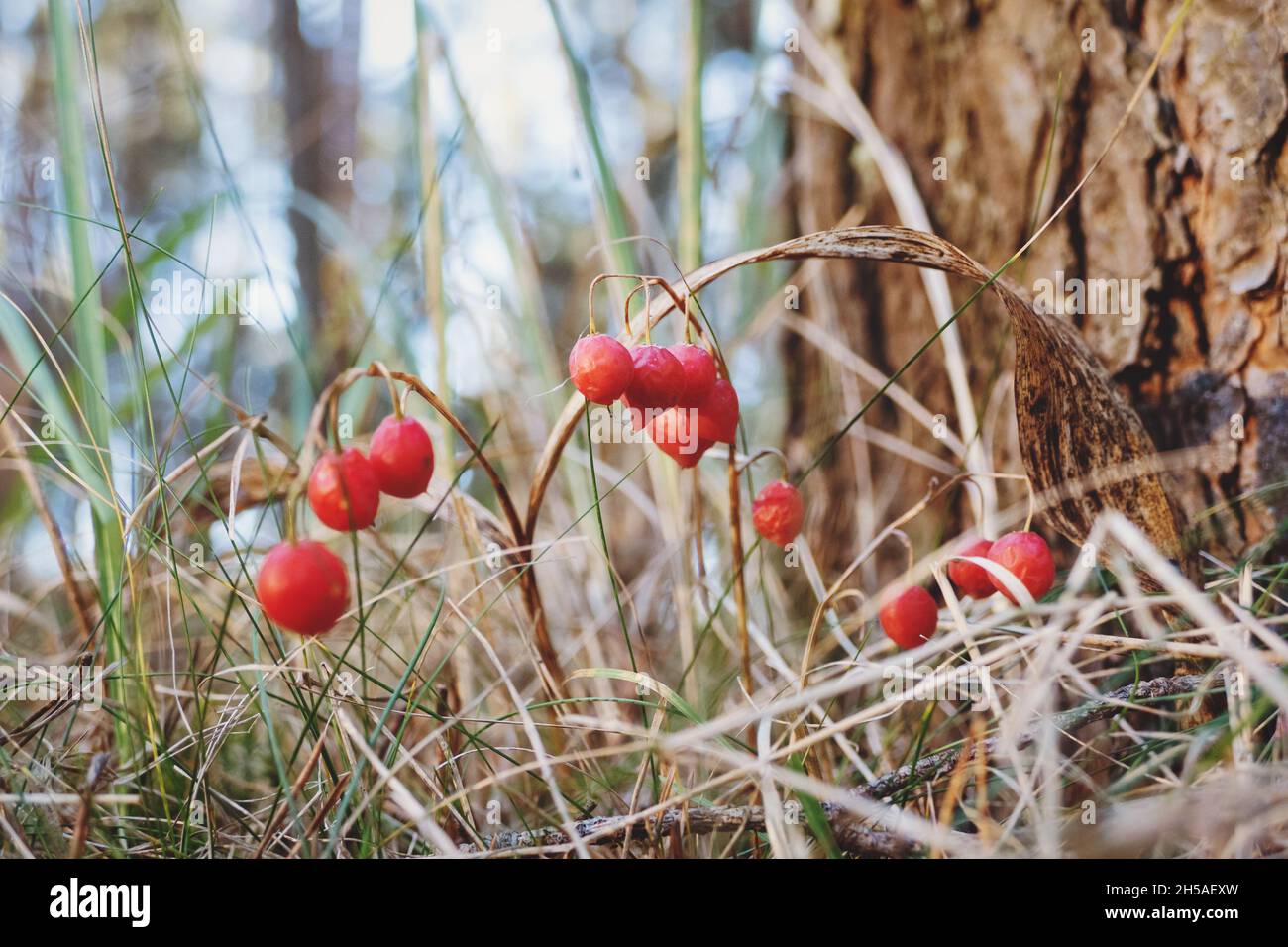 Convallaria majalis Beeren im Wald, Maiglöckchen im Herbst Stockfoto