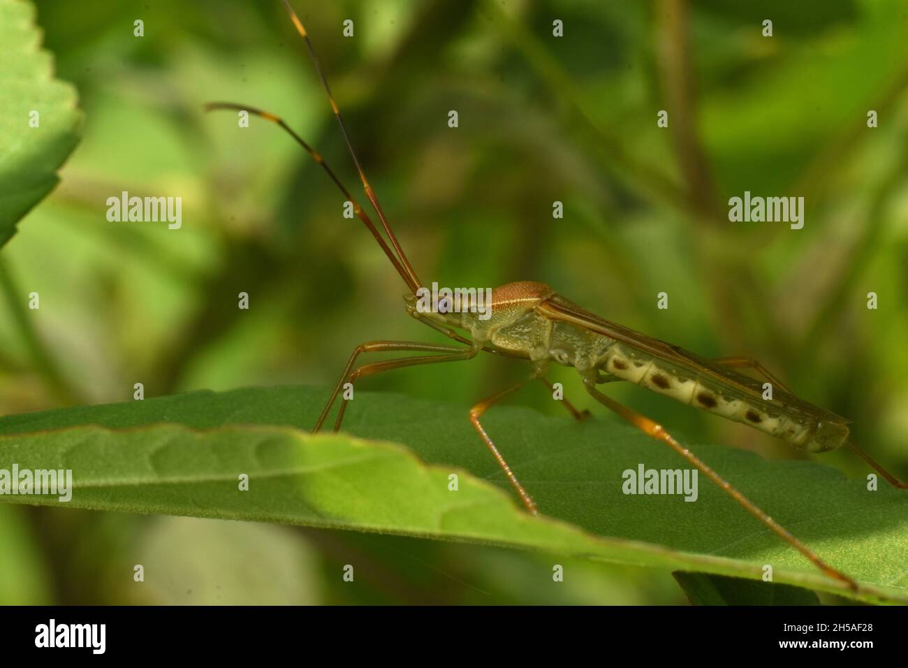 Nahaufnahme des Reiswanzes, der sich unter dem grünen Busch versteckt. Leptocorisa oratoria. Stockfoto