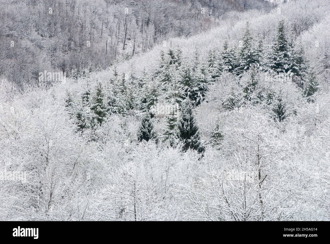 Rime Eis und Schnee auf den Ästen von Bäumen im Wald Stockfoto