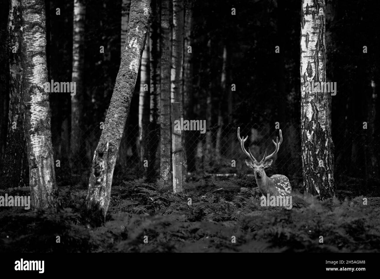 Ein junger Hirsch steht zwischen Birken und Paparoten Stockfoto