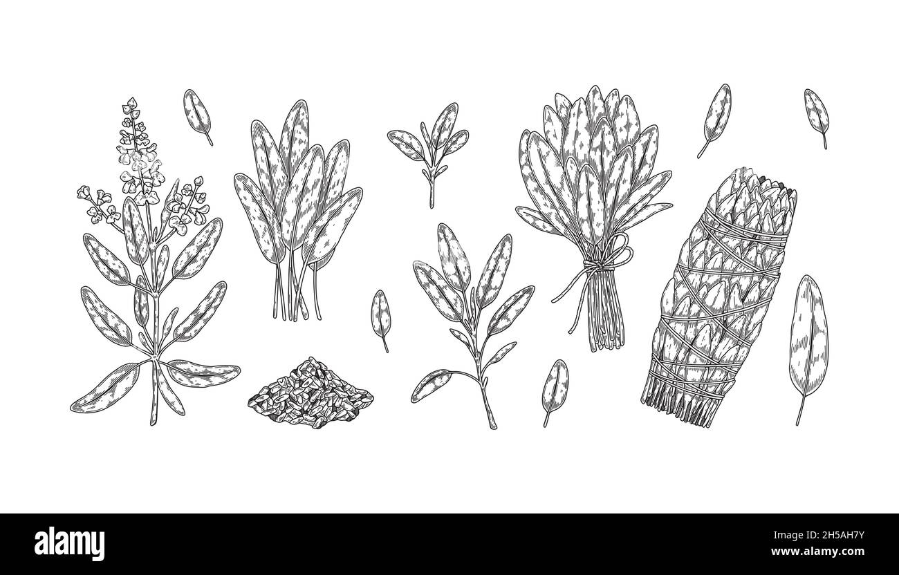 Set aus handgezeichneten Salbeizweigen und Blättern. Vektorgrafik im Skizzenstil Stock Vektor