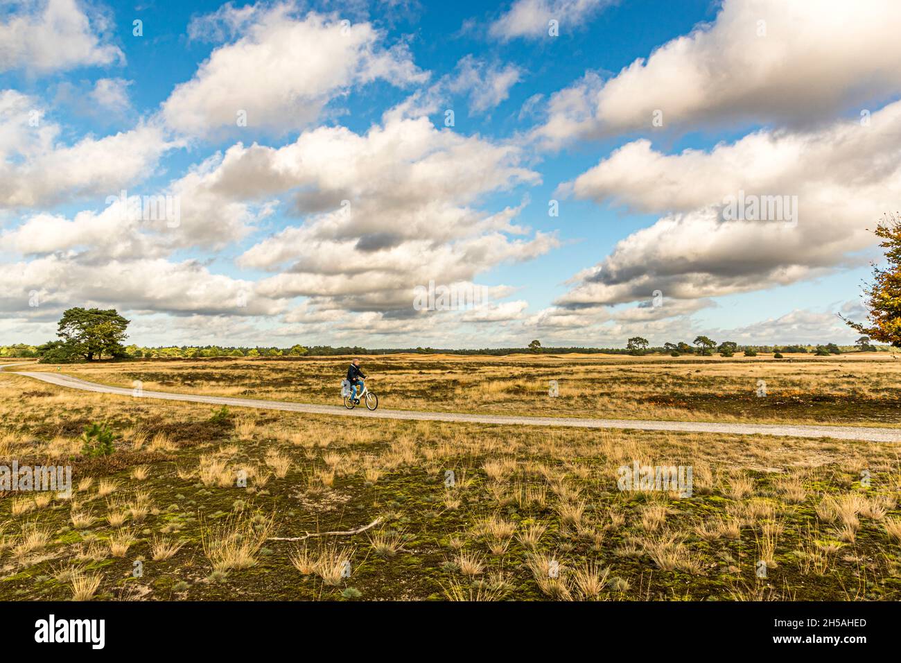 Mit dem Leihrad durch den Nationalpark De Hoge Veluwe in Otterlo, Niederlande Stockfoto