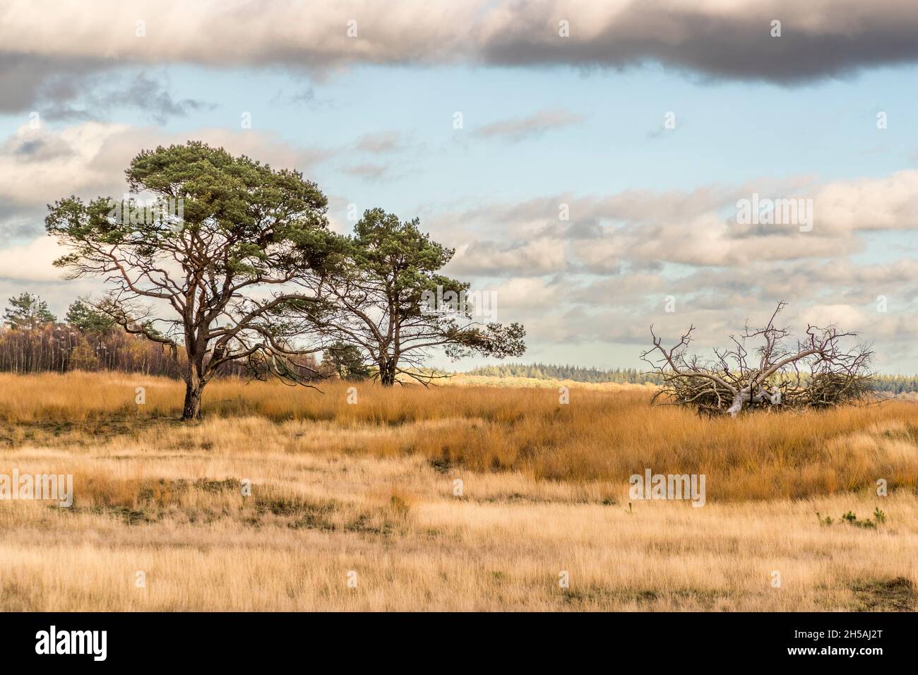 Im Nationalpark Hoge Veluwe: Endlose Weiten und smarte Radwege in einer abwechslungsreichen Landschaft. Nationalpark De Hoge Veluwe in Otterlo, Niederlande Stockfoto