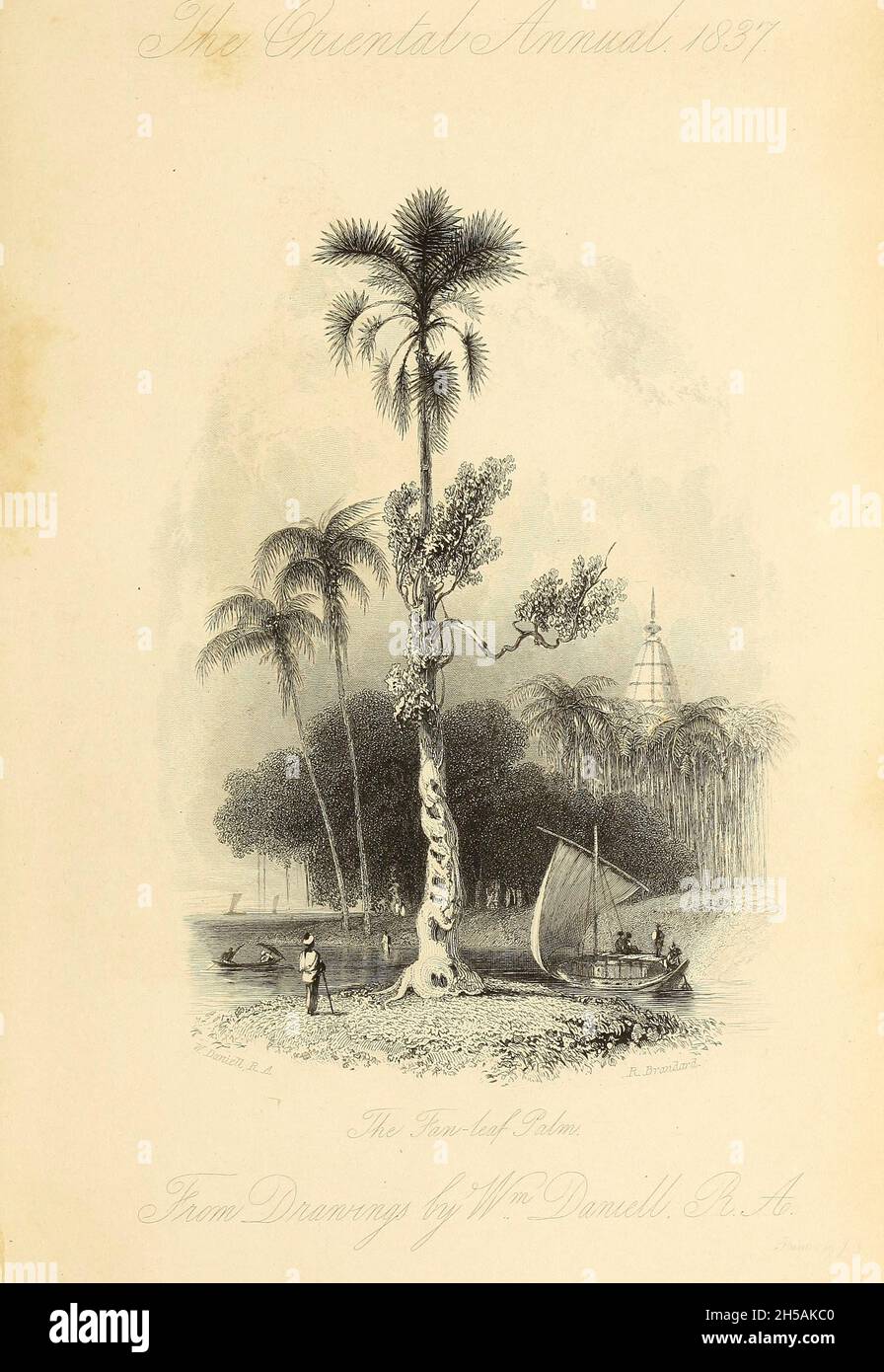 DIE FÄCHERBLATT-PALME aus dem Buch "The Oriental Annual, or, Lives of the Moghul Emperors" von The Rev. Hobart Caunter Herausgegeben von Edward Bull, London 1837 Stiche aus Zeichnungen von William Daniell Stockfoto