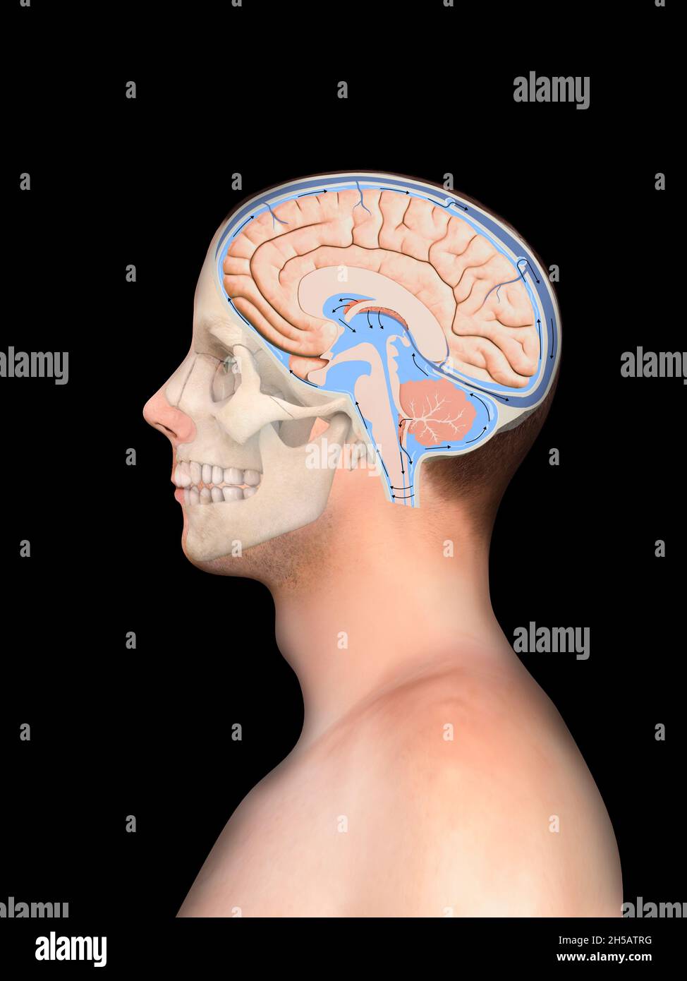Diagramm zur Darstellung von Liquor Liquor im zentralen Nervensystem des Gehirns. Schädel, Gehirnstruktur, 2d-Grafik, Illustration, 3d-Rendering, schwarze BA Stockfoto