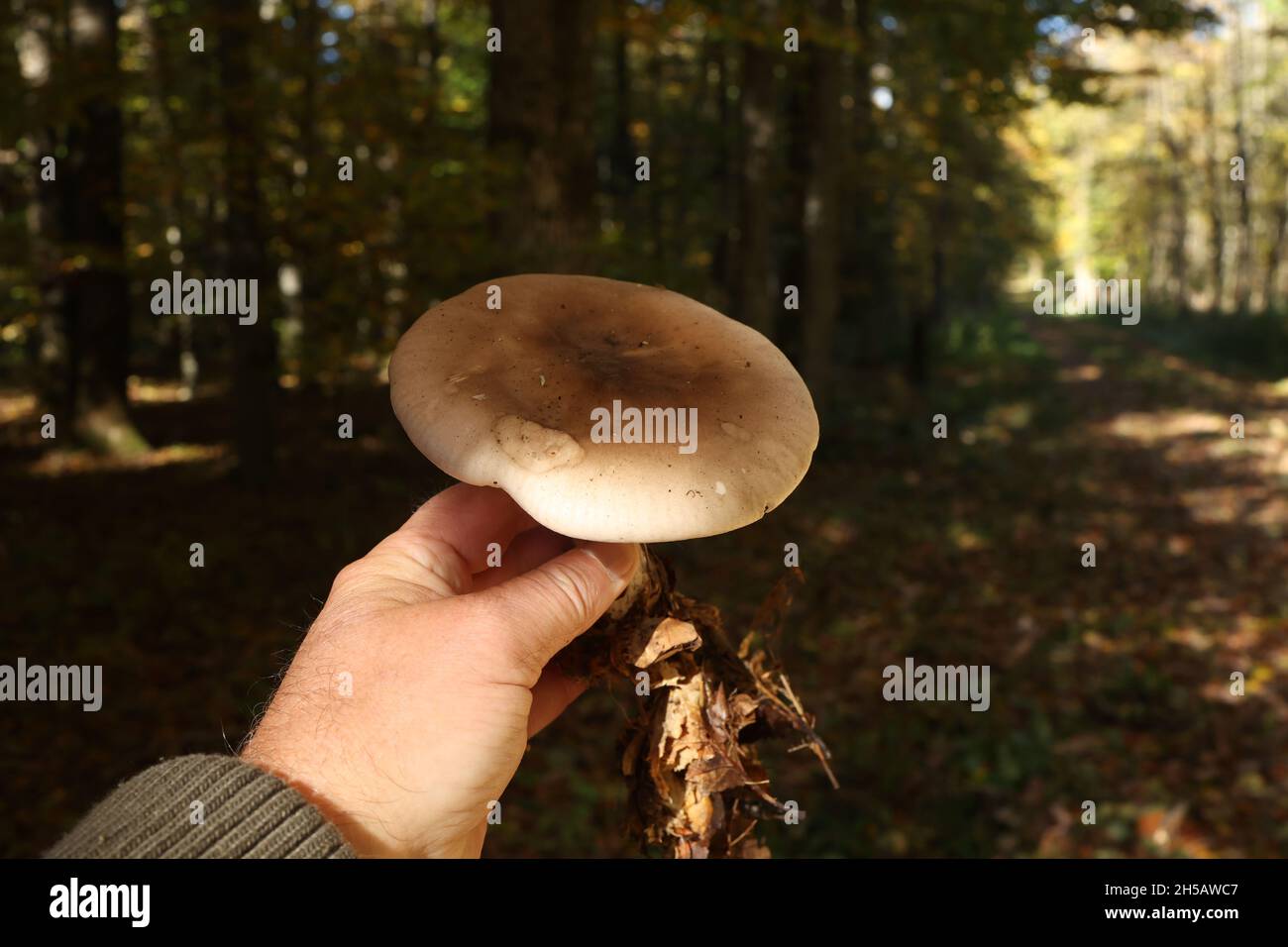 Hand mit Pilz auf dem Hintergrund des Herbstwaldes Stockfoto