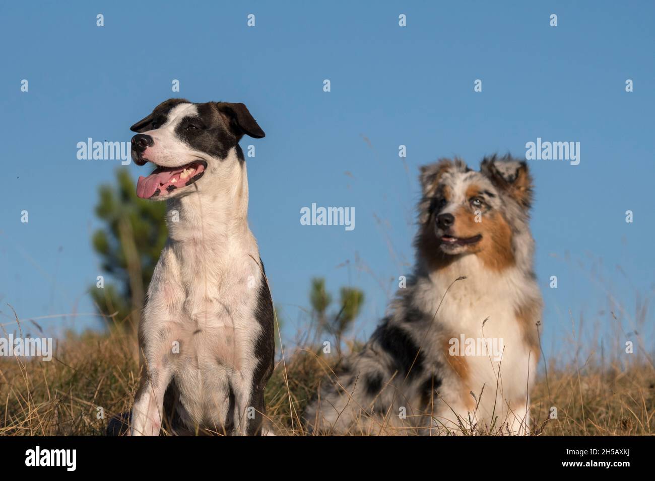 Blue Merle Australischer Schäferhund läuft und springt auf der Wiese der Praglia mit einem Pitbull-Welpen in Ligurien in Italien Stockfoto