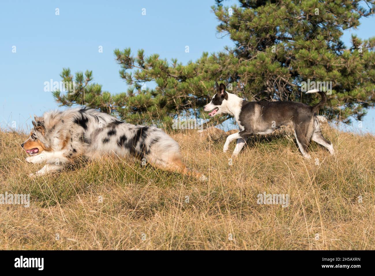 Blue Merle Australischer Schäferhund läuft und springt auf der Wiese der Praglia mit einem Pitbull-Welpen in Ligurien in Italien Stockfoto