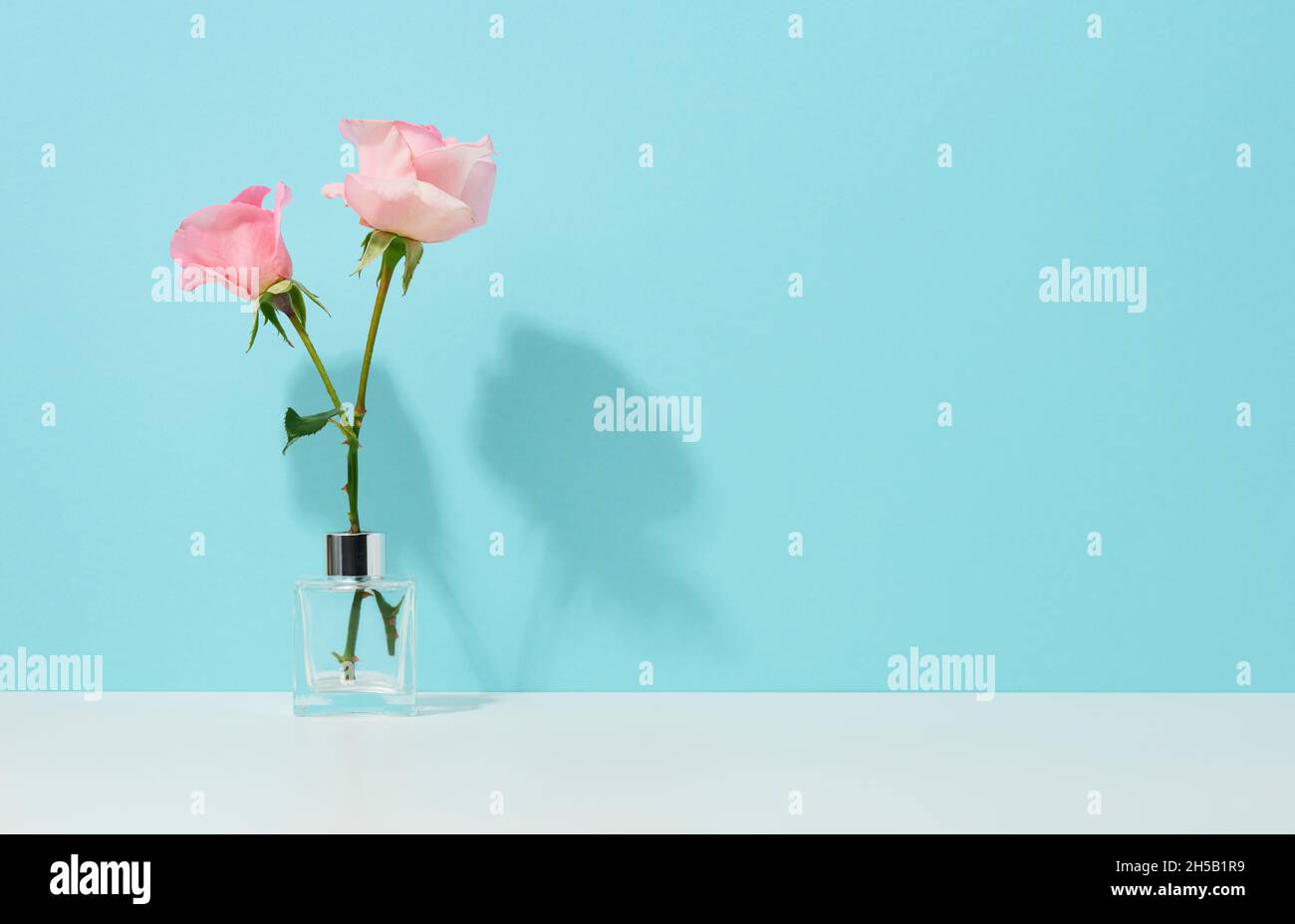 Zwei rosa Rosen in einer Glasvase auf blauem Hintergrund, kopieren Raum Stockfoto