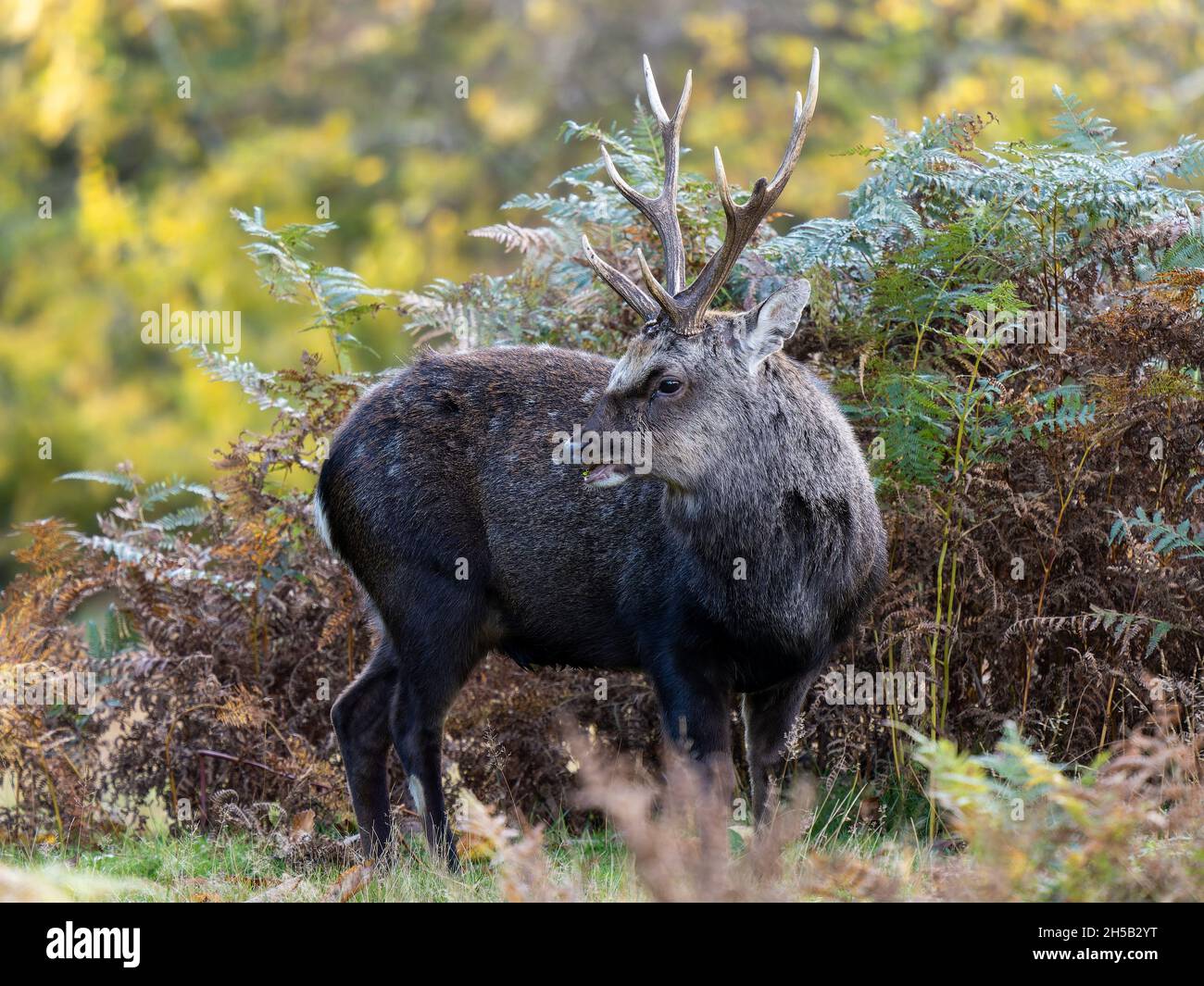 Sika Rotwild Hirsch Stockfoto