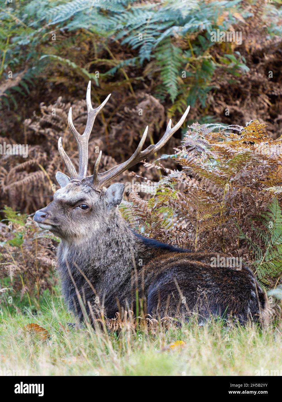 Sika Rotwild Hirsch Stockfoto