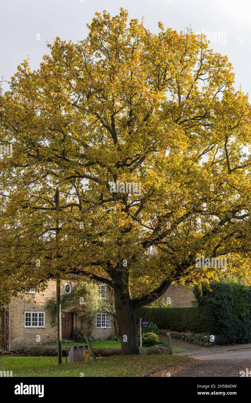 Herbstfarbe auf dem Dorf grün, Cogenhoe, Northamptonshire, Großbritannien Stockfoto