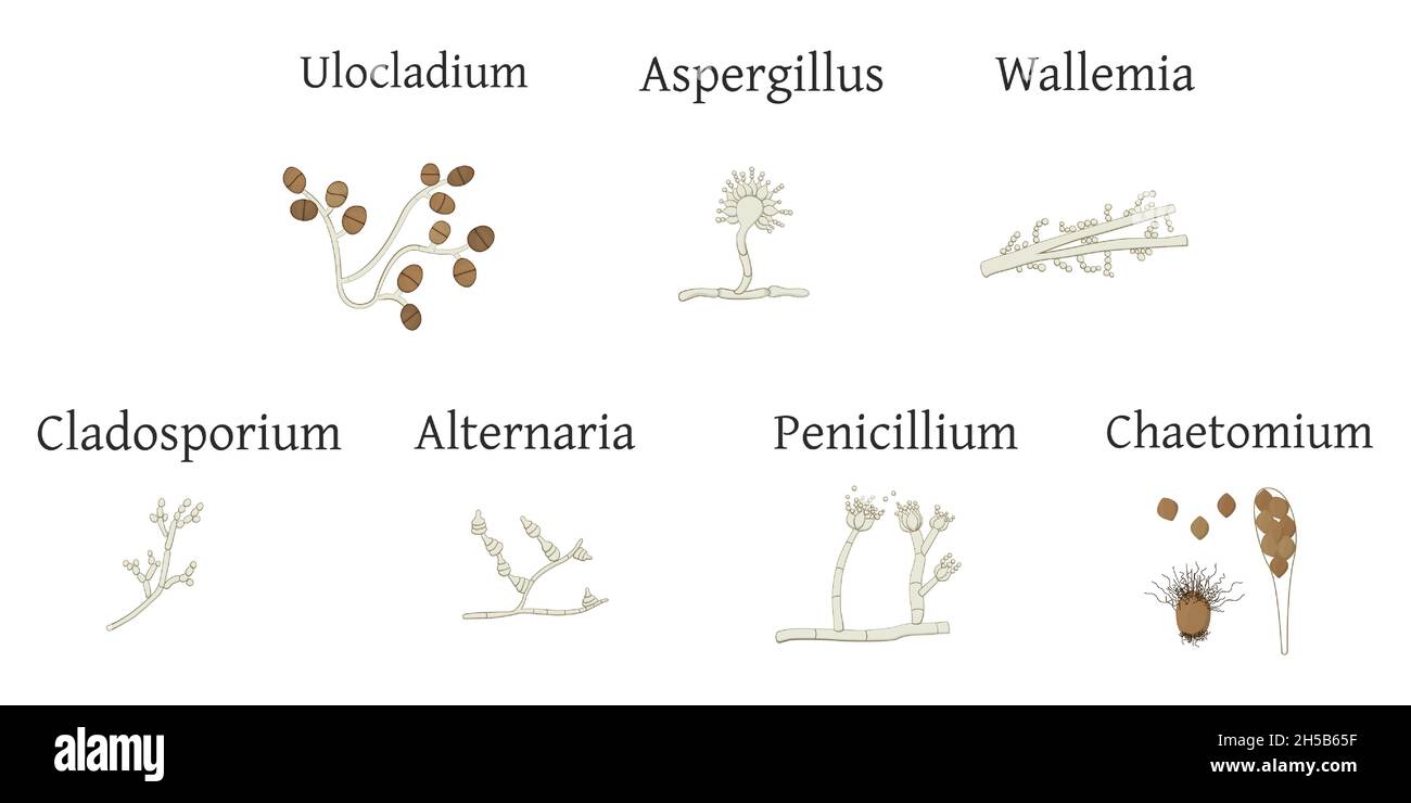 Penicillium cartoon kaufen Alamy