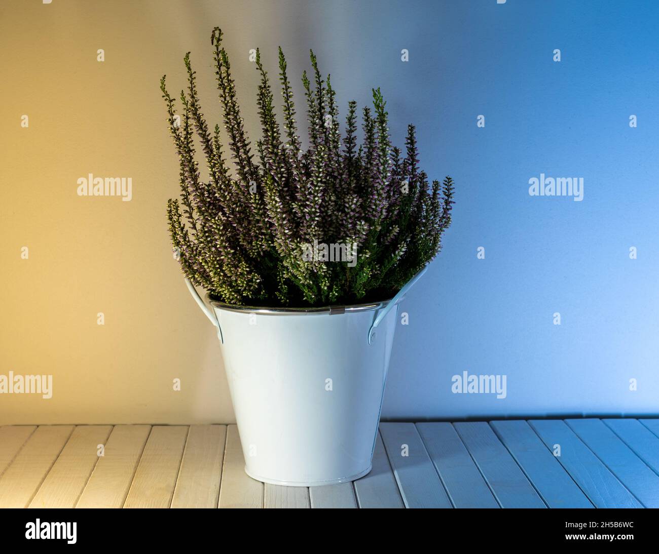 Schöne Aufnahme der Calluna vulgaris Pflanze in einem weißen großen Topf Stockfoto