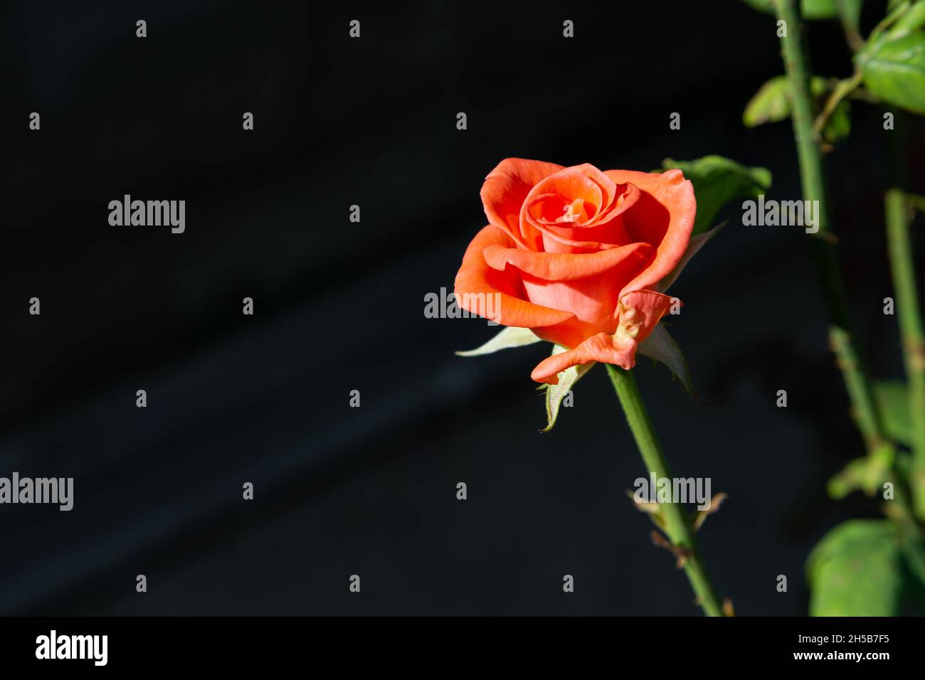 Frisch blühte Orangenrose. Die orangefarbene Rose steht für Begehren, Enthusiasmus und Stolz. Stockfoto