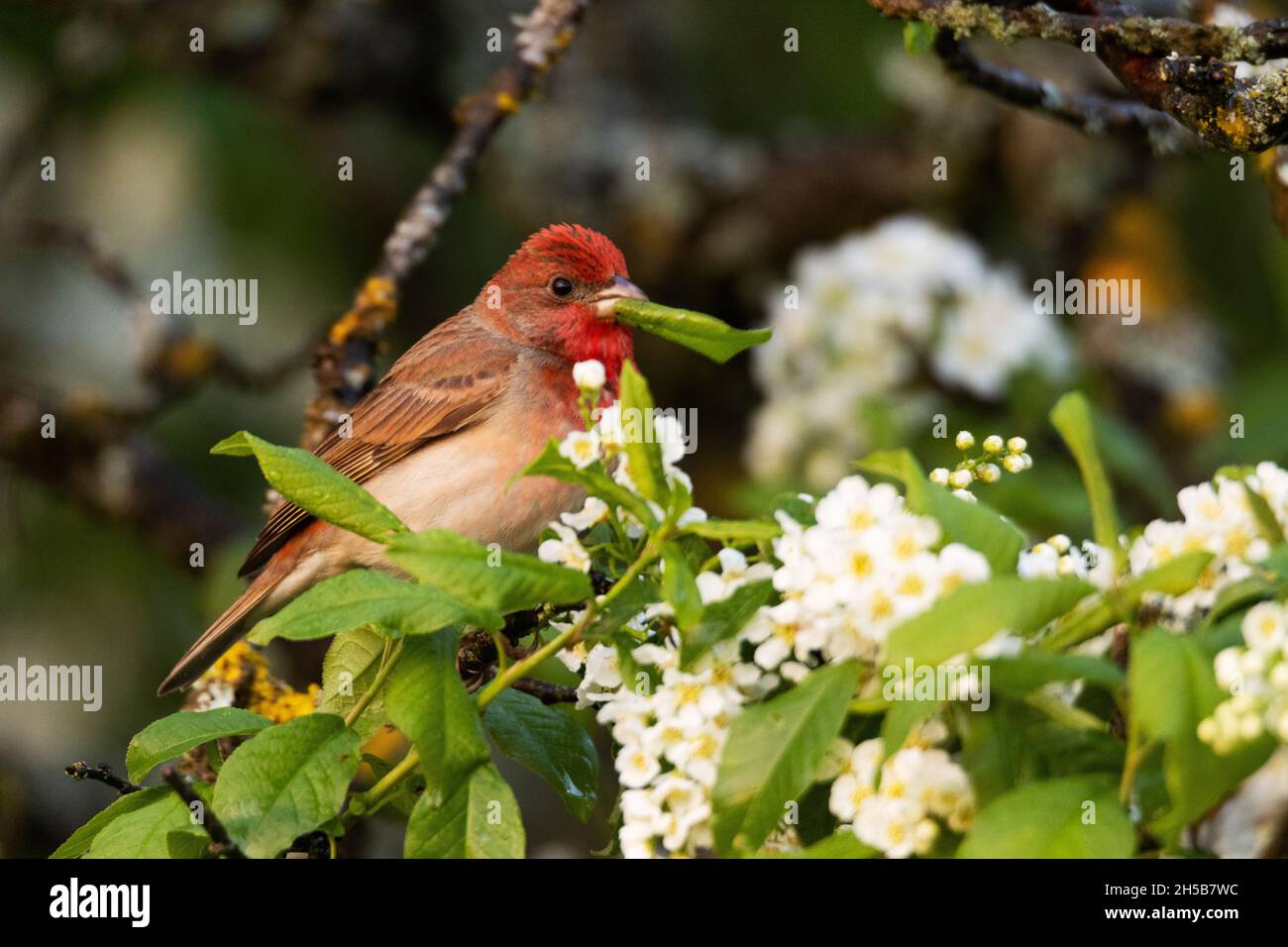 Männlicher Rosenfink, Carpodacus erythrinus, der mitten in der Vogelkirschblüte ein frisches Blatt isst. Stockfoto