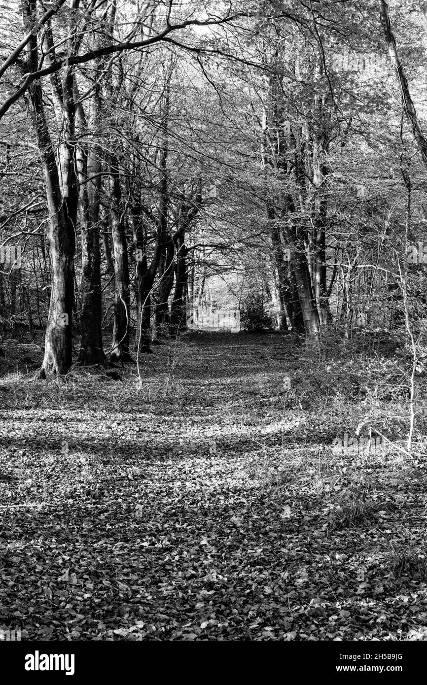 Herbstlicht, Buchen im Wentwood Forest, Gwent, Wales, Großbritannien Stockfoto