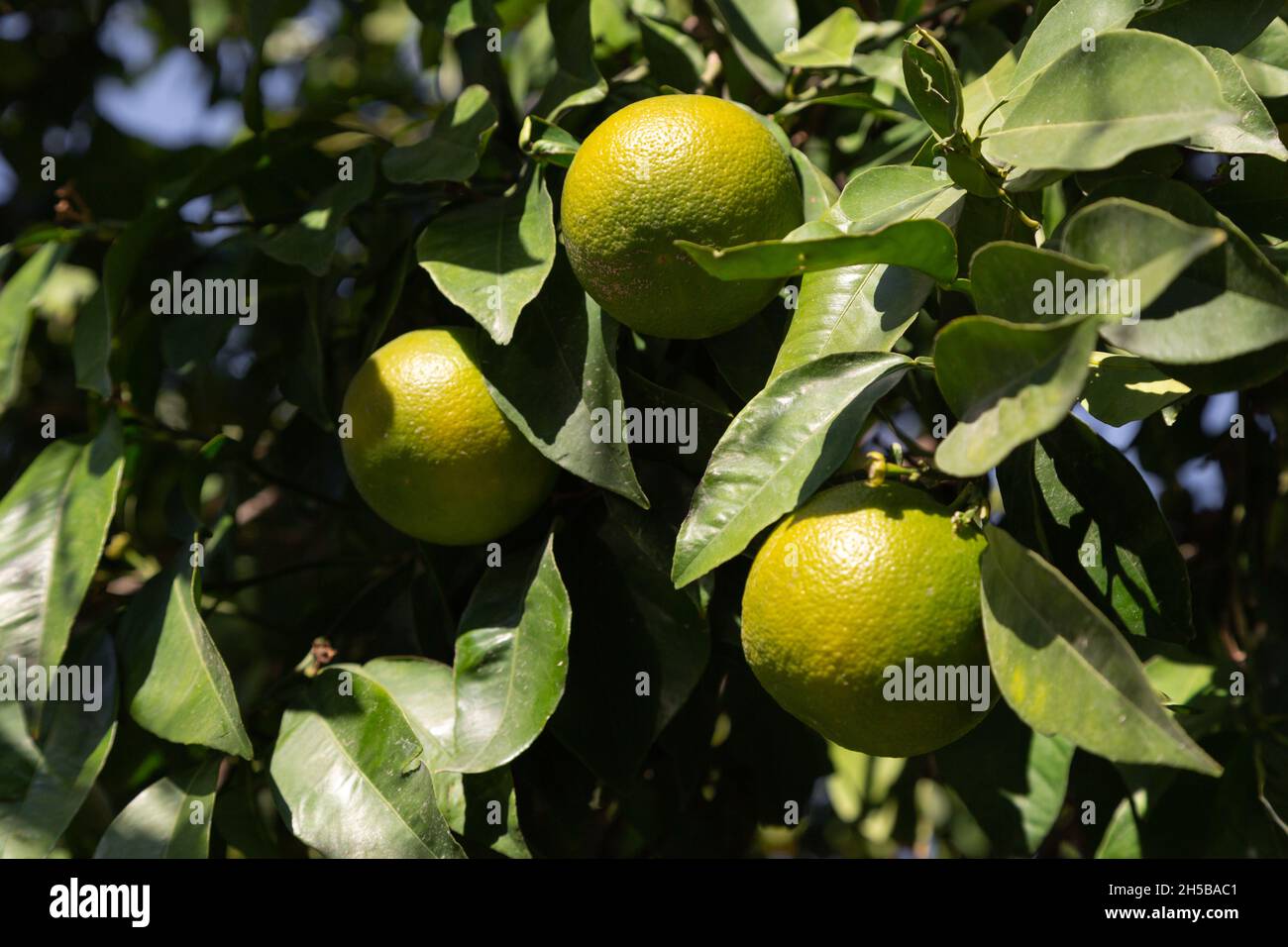 Bittere Orange (Turunç), die noch nicht gelb geworden ist. Ähnelt einer Orange, hat aber einen bittersauren Saft. Es wird verwendet, um Salat einen sauren Geschmack hinzuzufügen. Stockfoto