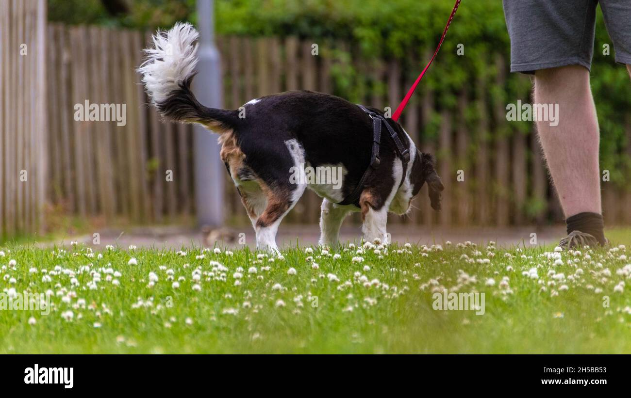 KING CHARLES CAVALIER HUND BEIM SPAZIERGANG IM GARTEN Stockfoto