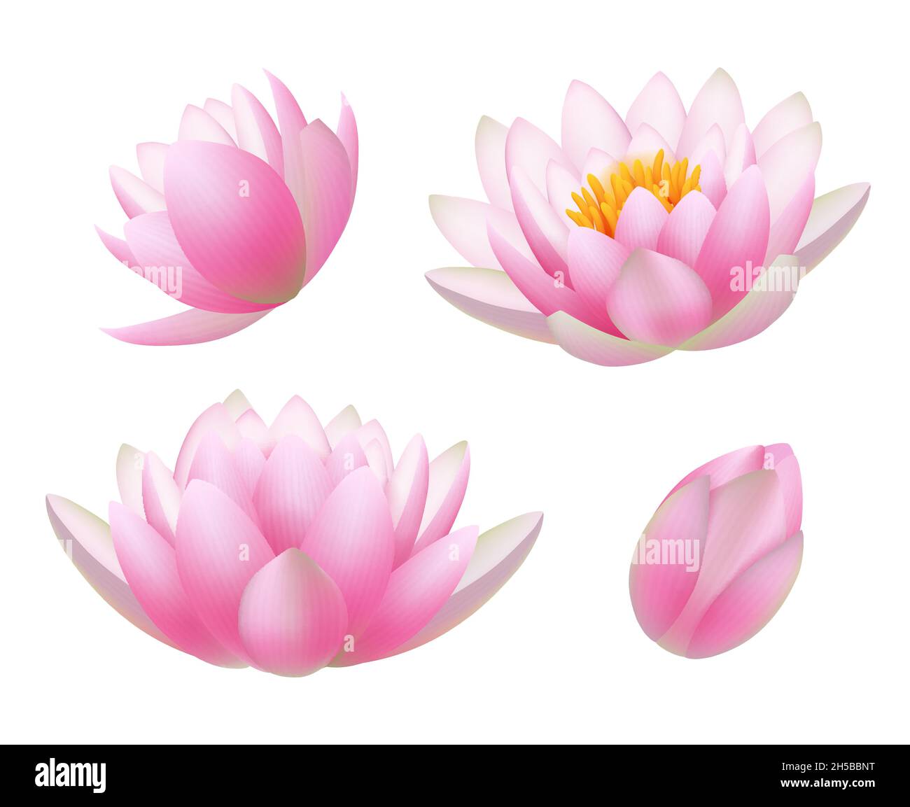 Lotusblumen. Realistische schöne Pflanzen Blumen Knospen und Blätter buddhismus Symbole anständige Vektor Natur Bilder Stock Vektor