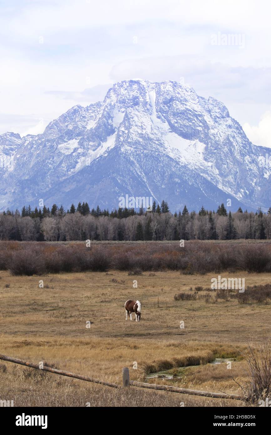 Einzelne, einsame, weidende Pferde in Teton Mountain die Herbstlandschaft deutet auf die weite Ruhe des Greater Yellowstone Ecosystems im Winter an Stockfoto