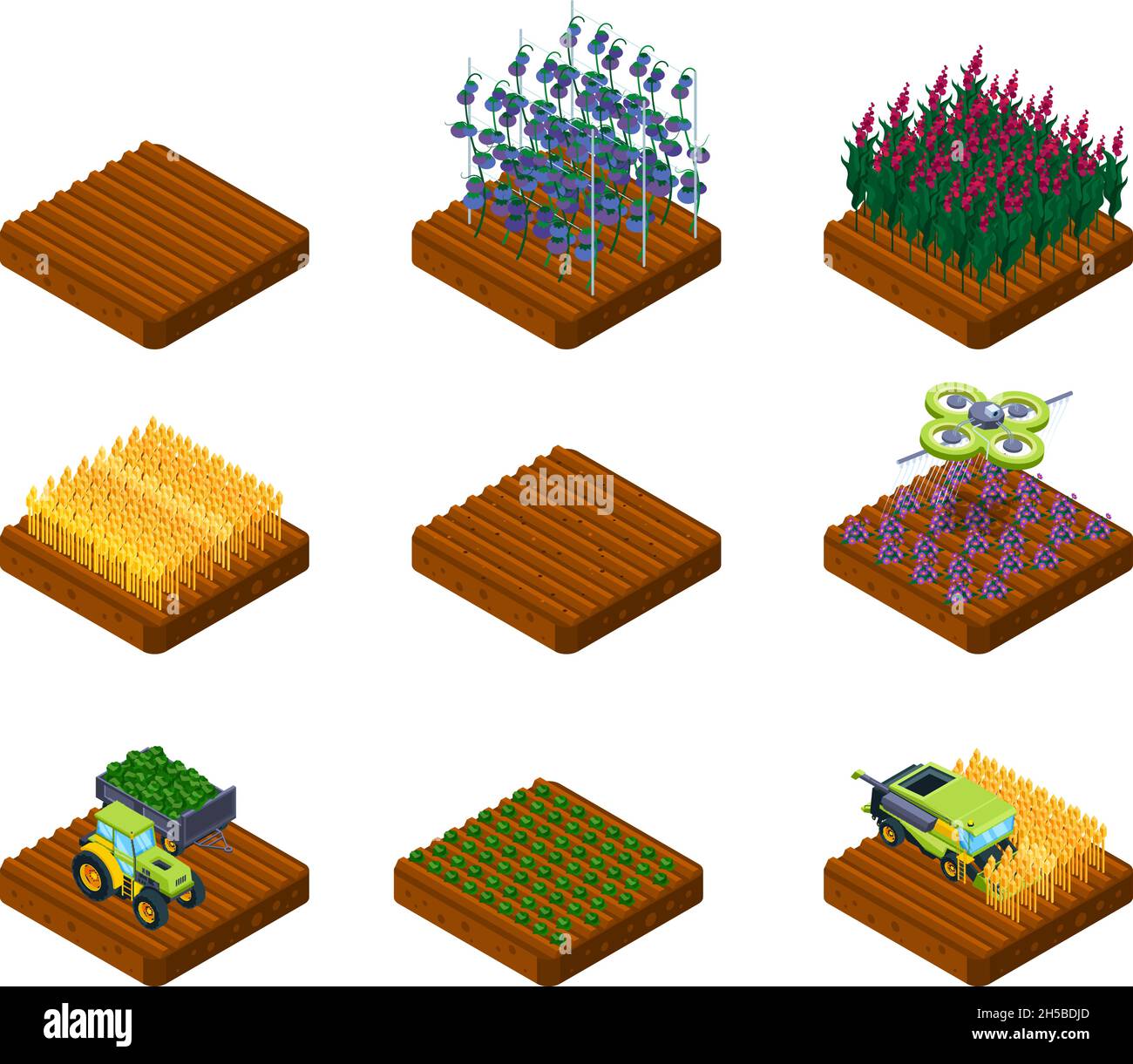 Erntestufen. Farm Feld Weizen und Gemüse Anbau von landwirtschaftlichen Prozessen grellen Vektor isometrische Sammlung Stock Vektor