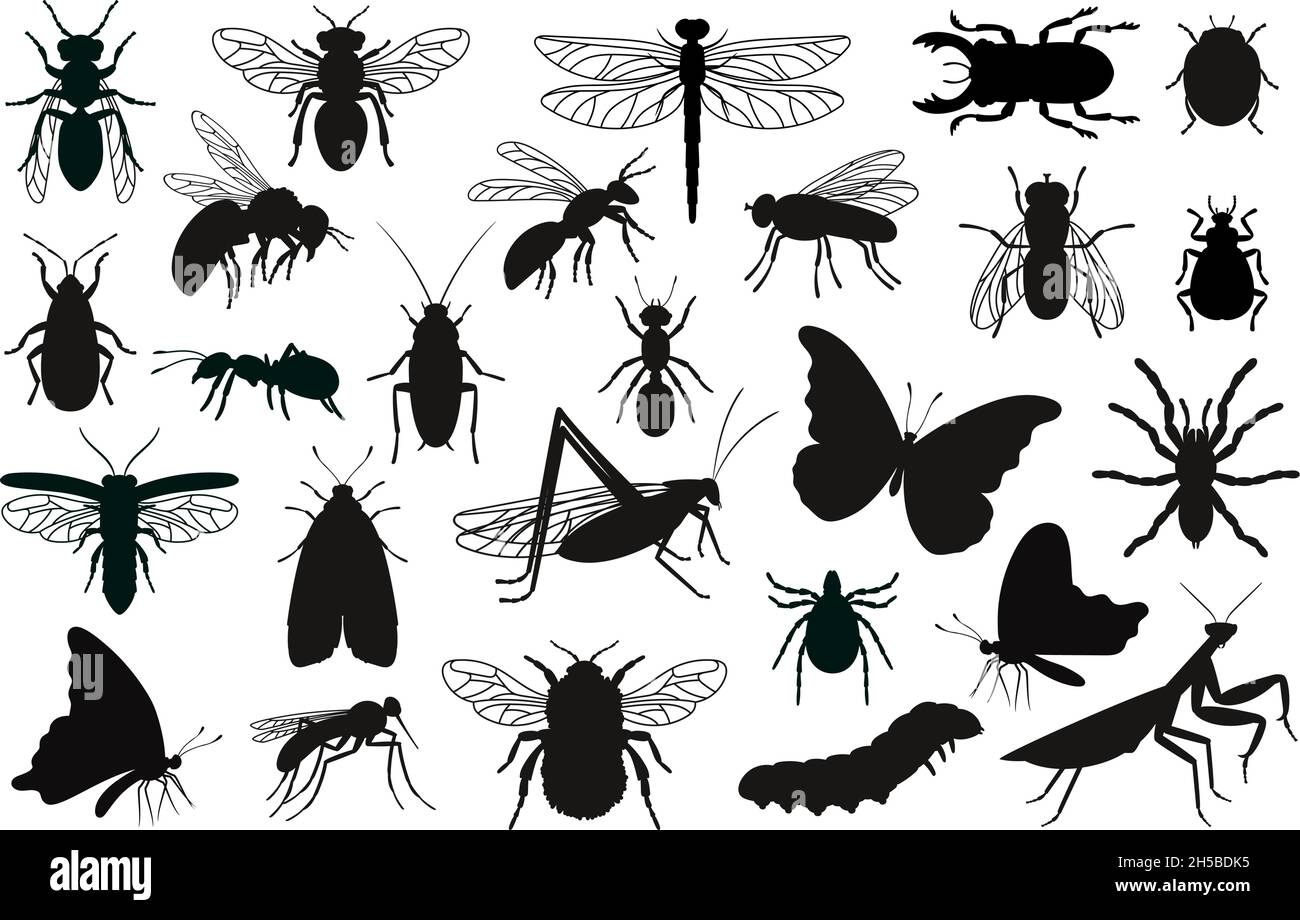 Set mit Silhouetten für Insekten. Schwarze Schablonen Formen von Käfern, Umrisse von Kreaturen der wissenschaftlichen Entomologie, Vektordarstellung Konturen von Käfern isoliert auf weißem Hintergrund Stock Vektor